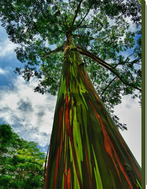 VENDE-SE MUDAS DE EUCALYPTOS