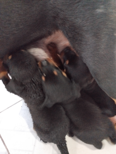 Vendo filhotes de Rottweiler