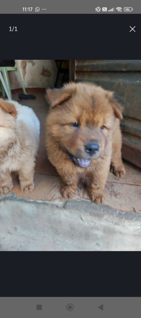 Vendo filhote chow Chow fêmea